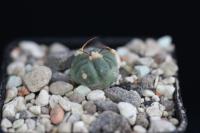 Echinocactus horizonthalonius VZD 395